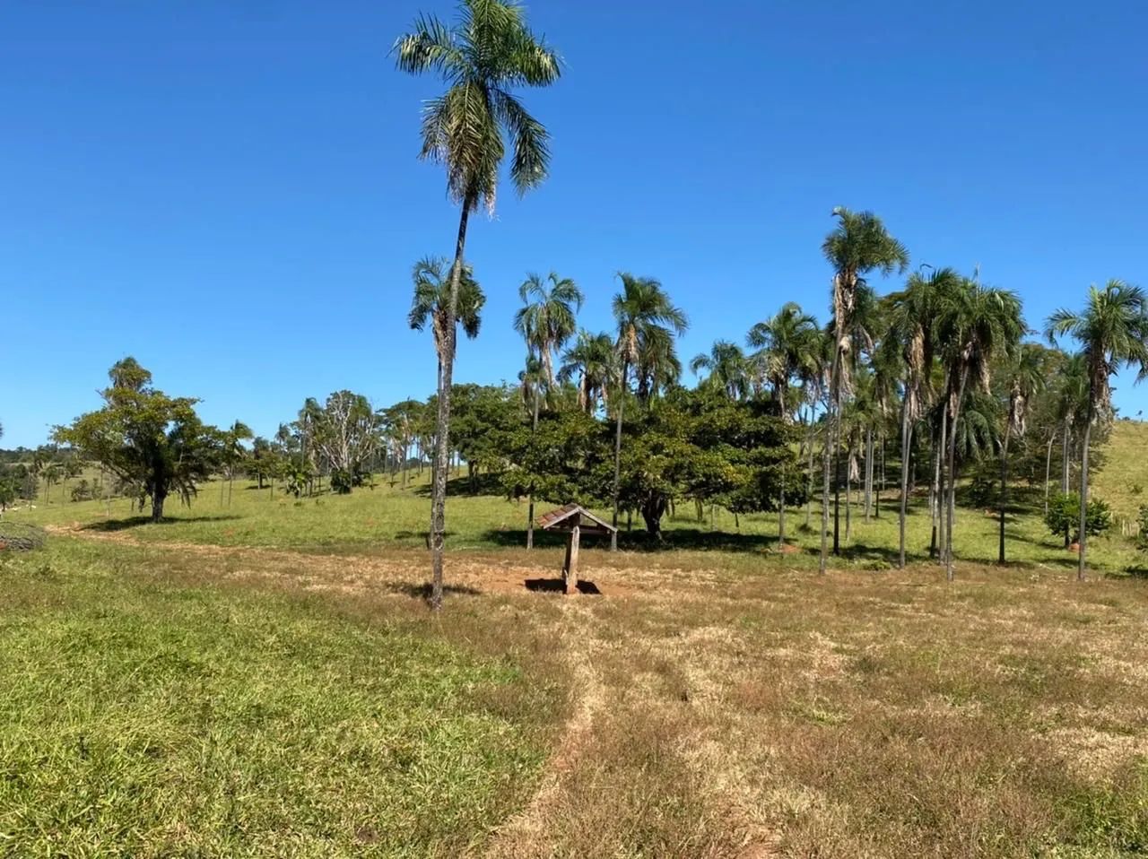 Fazenda de 308 alqueires região de Ipora - Foto 2