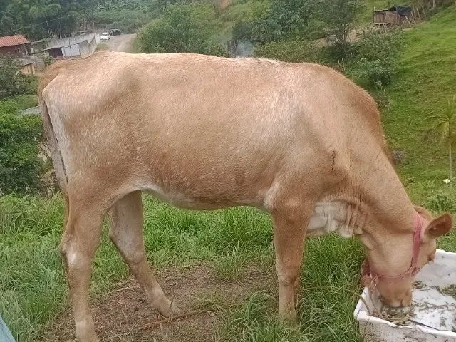 Vendo.novilhas - Foto 6