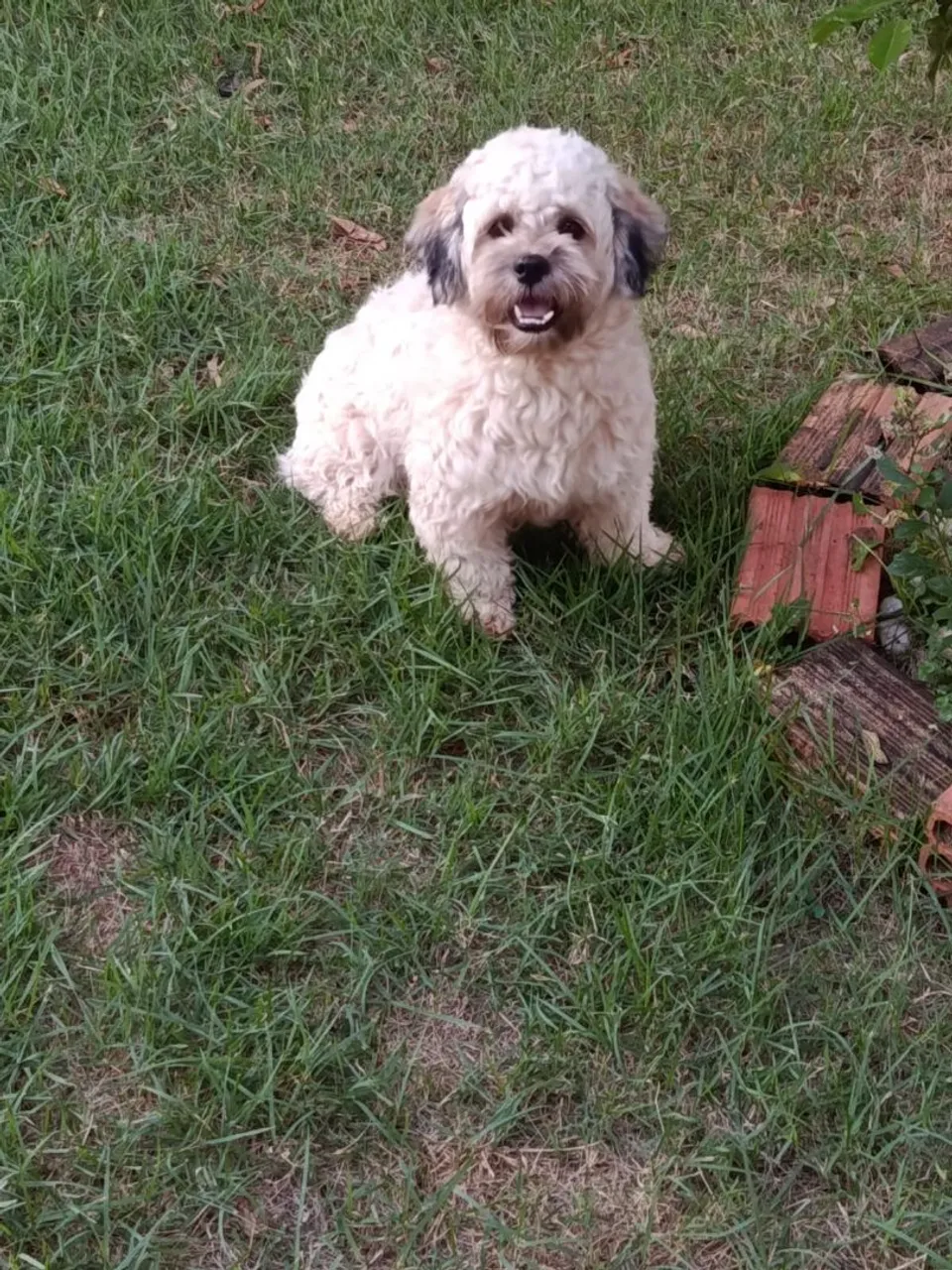 Shih Tzu fêmea