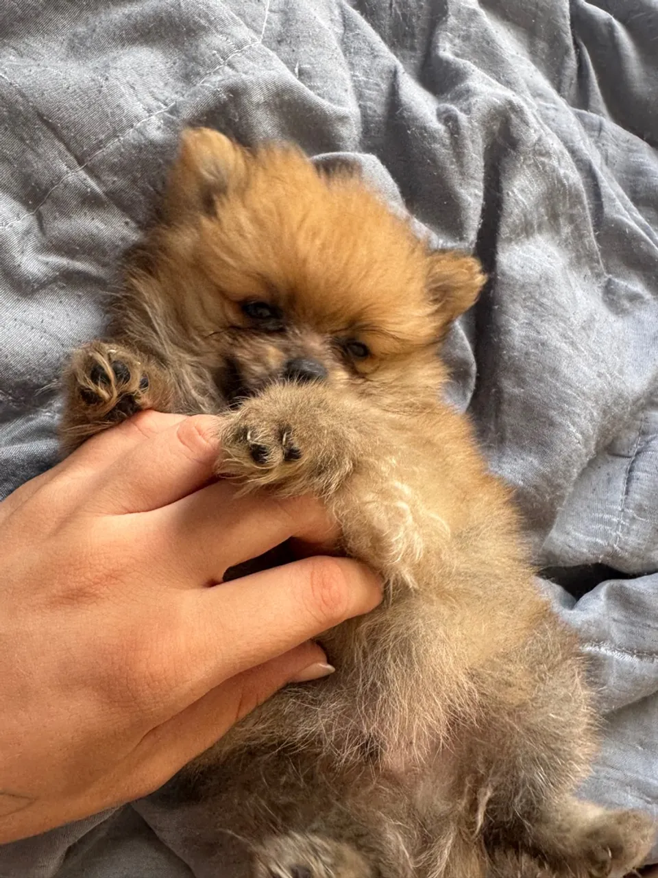 Lulu da pomerania anao macho