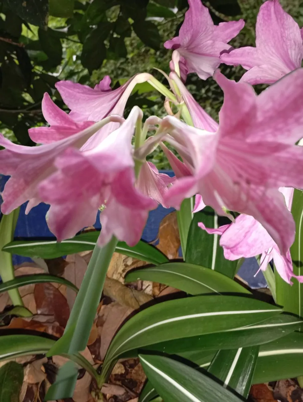 Hipeastrum Riticulatum Amaryllis em Flor Rosa Chiclete- Beleza e Elegância para seu Jardim