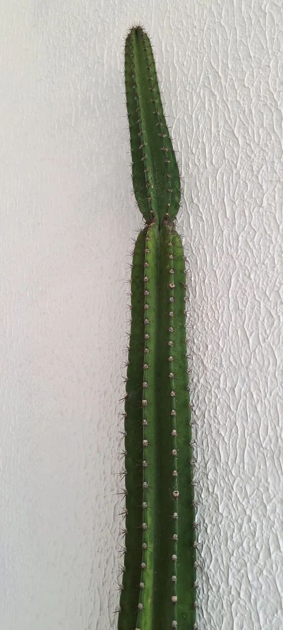 Cacto cereus azureus 2,5 metros - Foto 5