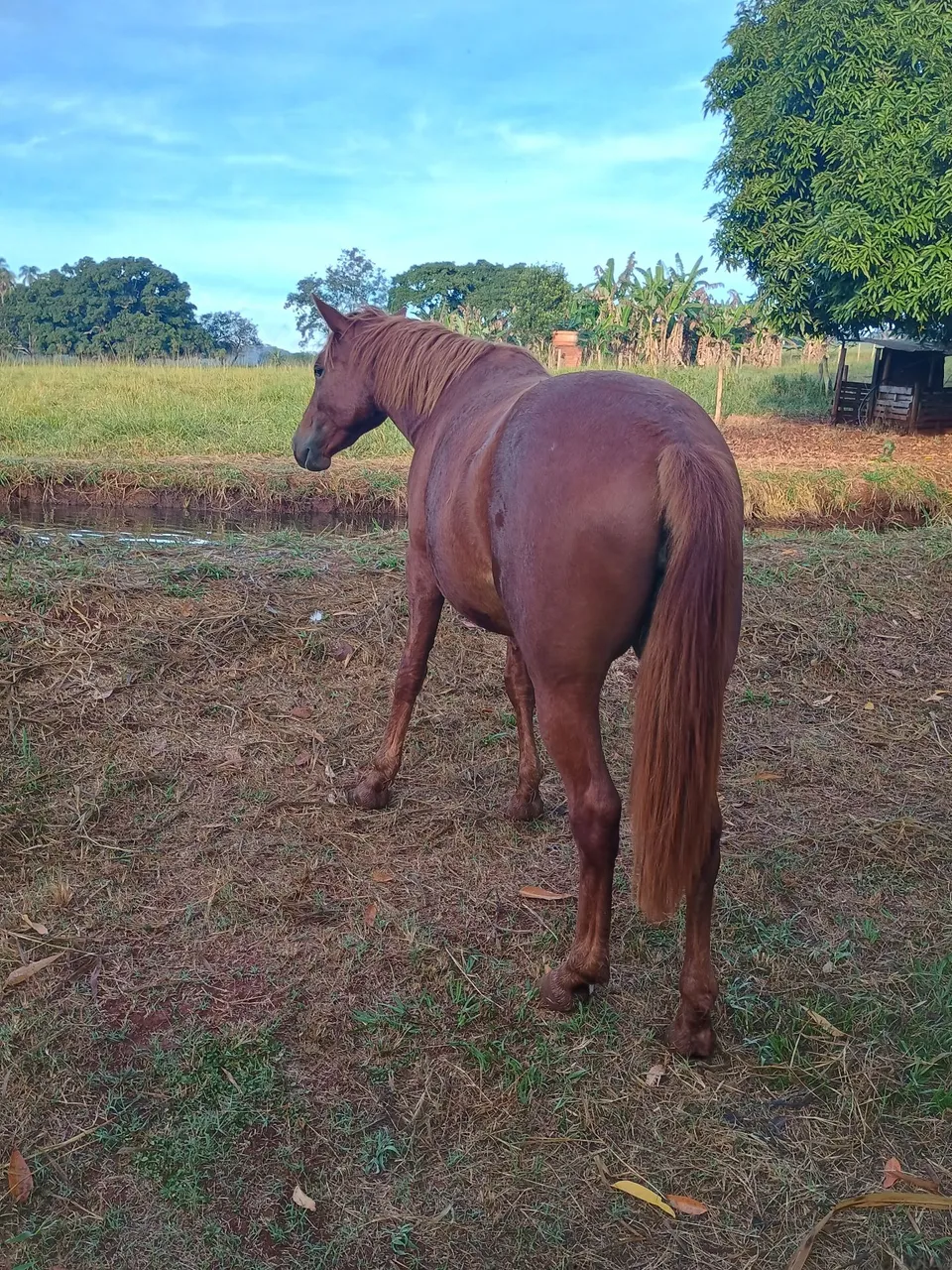 Égua quarto de milha extra