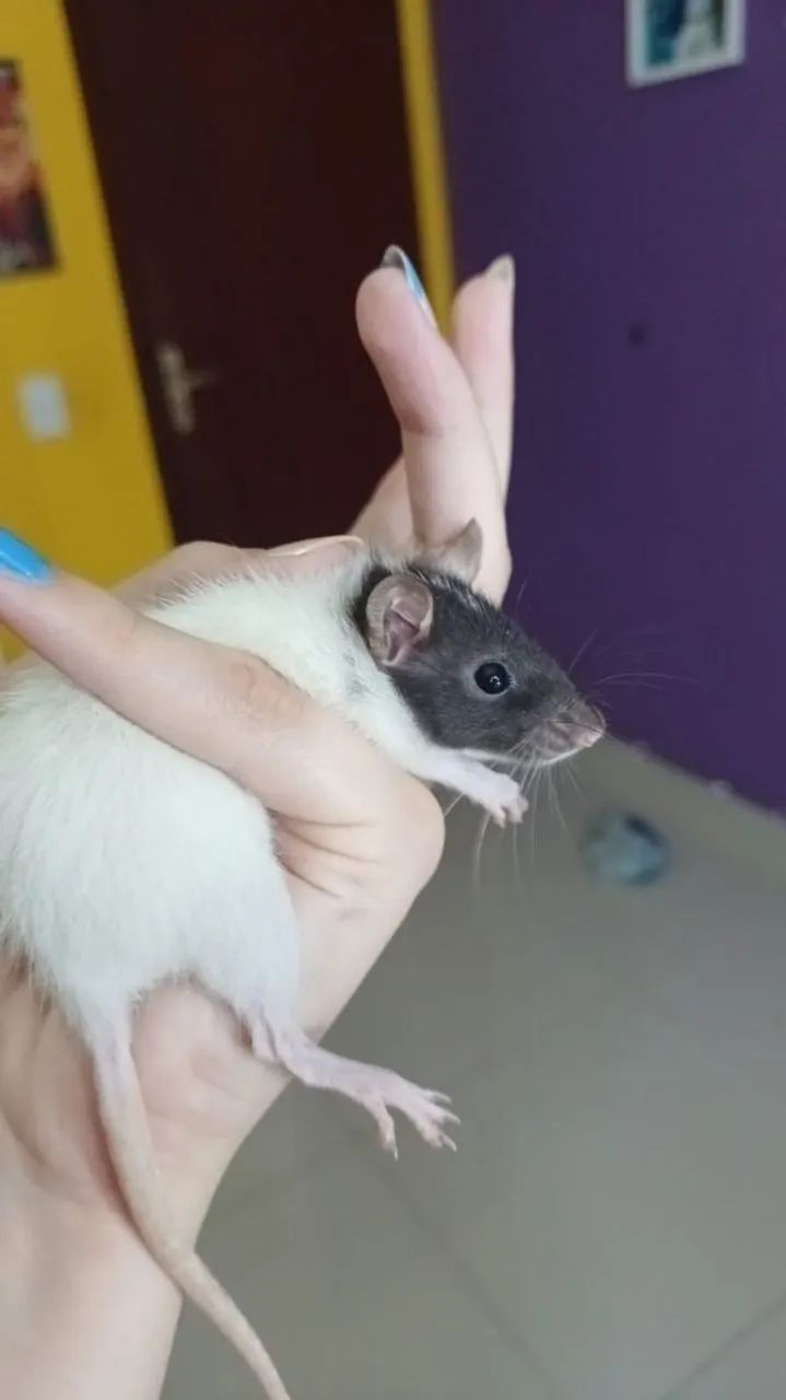 Rato Twister mercol  - Foto 5