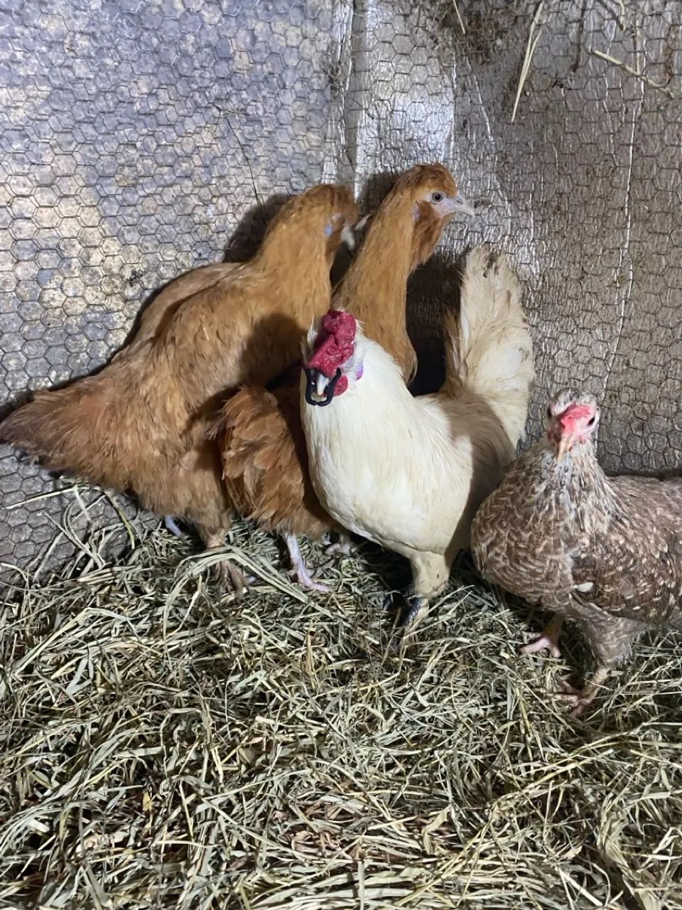 Galinha galo, 3 galinhas e 1 galo  - Foto 5