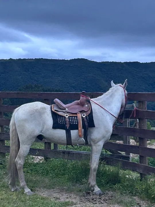 Mangalarga marchador