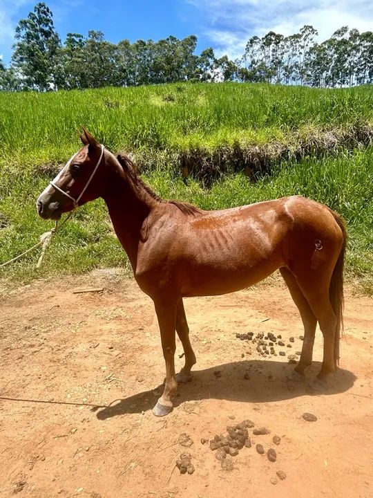 Égua domada  - Foto 6
