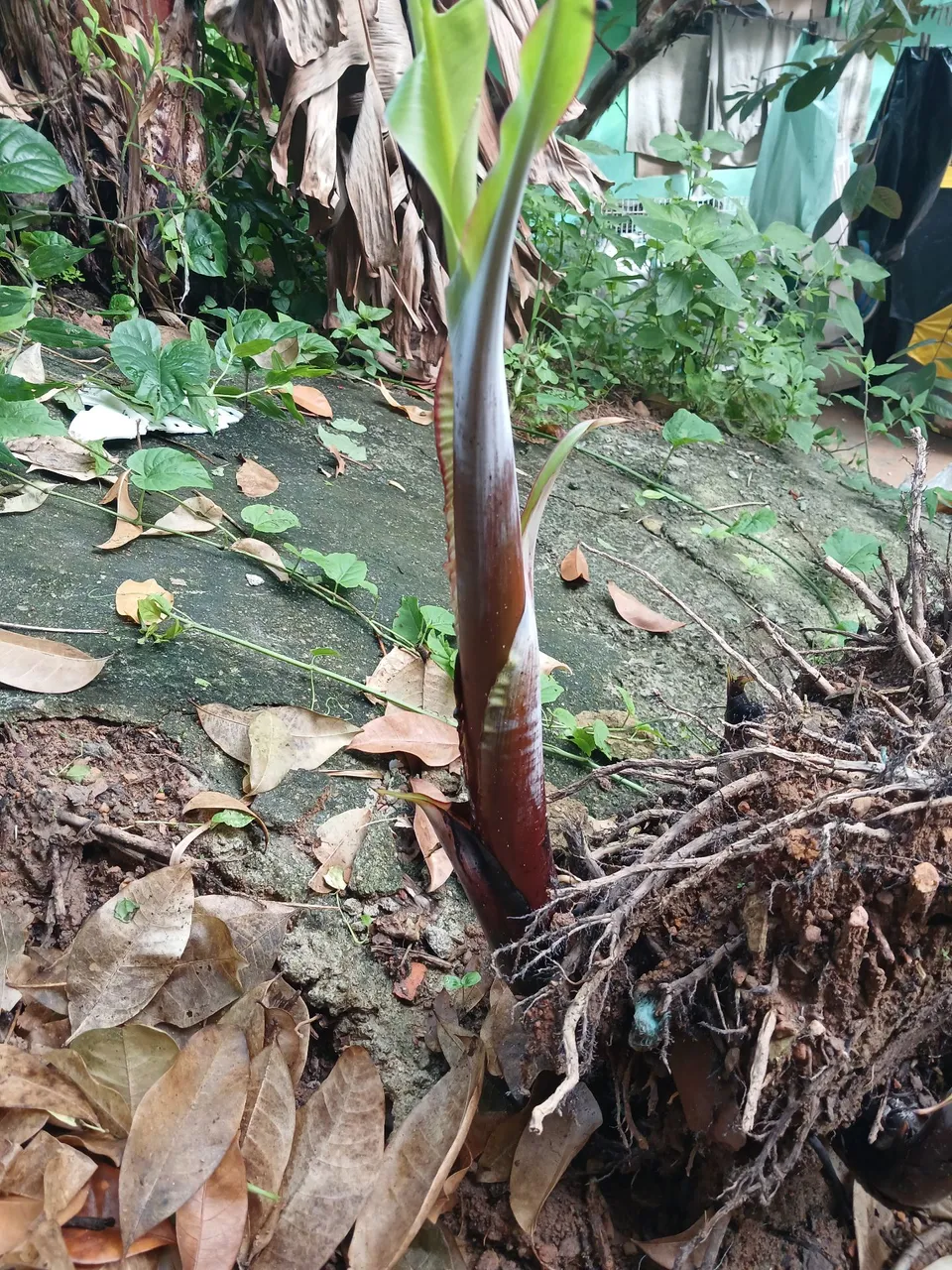 Muda de Bananeira: anã do alto