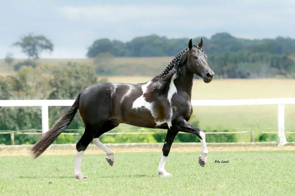 Mangalarga Marchador - Foto 3