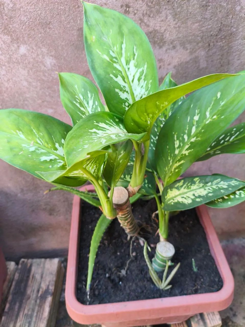 Comigo Ninguém Pode 64305624235779122