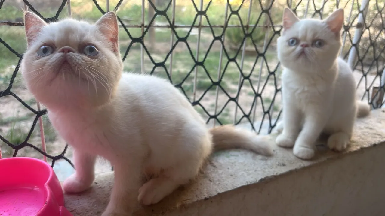 Gato persa exotico
