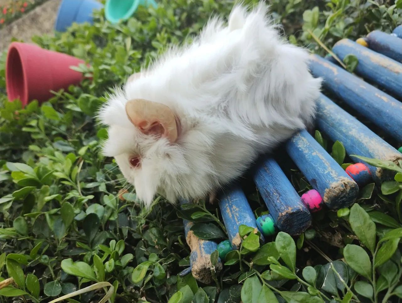 Porquinho da índia disponível  - Foto 2