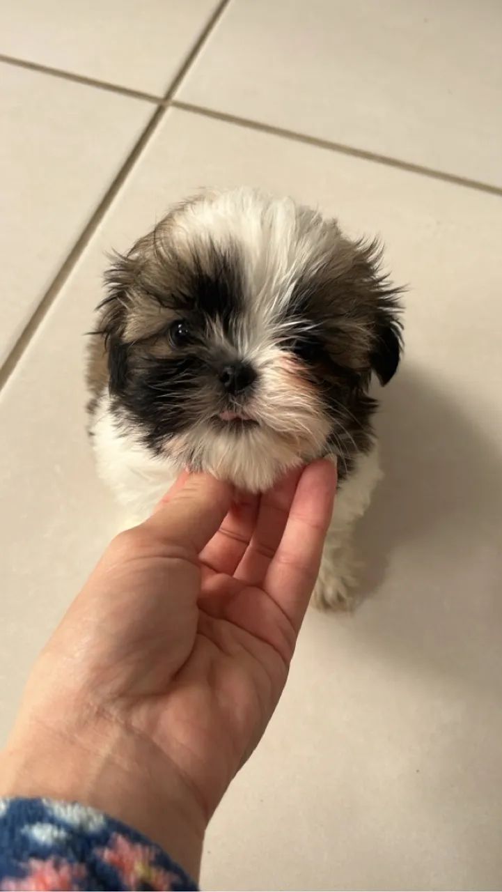 Shihtzu fêmea excelente linhagem 
