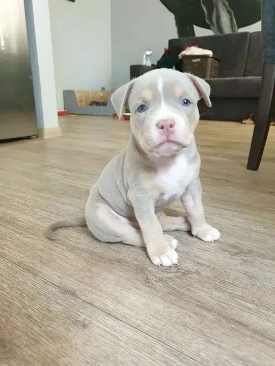 Filhote de Pitbull de 2 meses para venda