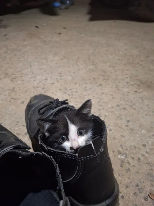 Gatinhos para doação - Foto 3