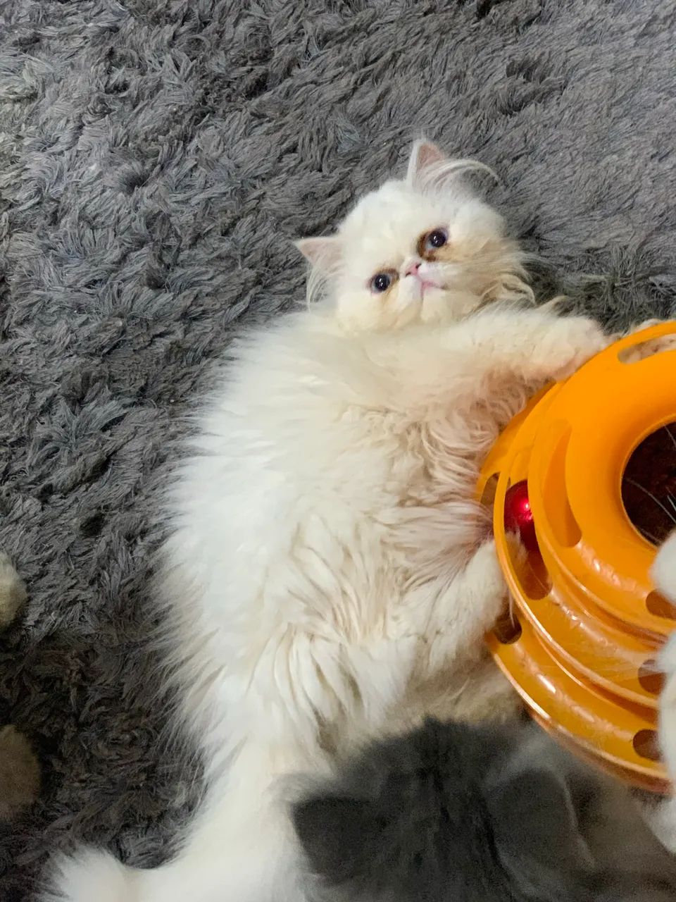 FILHOTES GATO PERSA - Foto 4