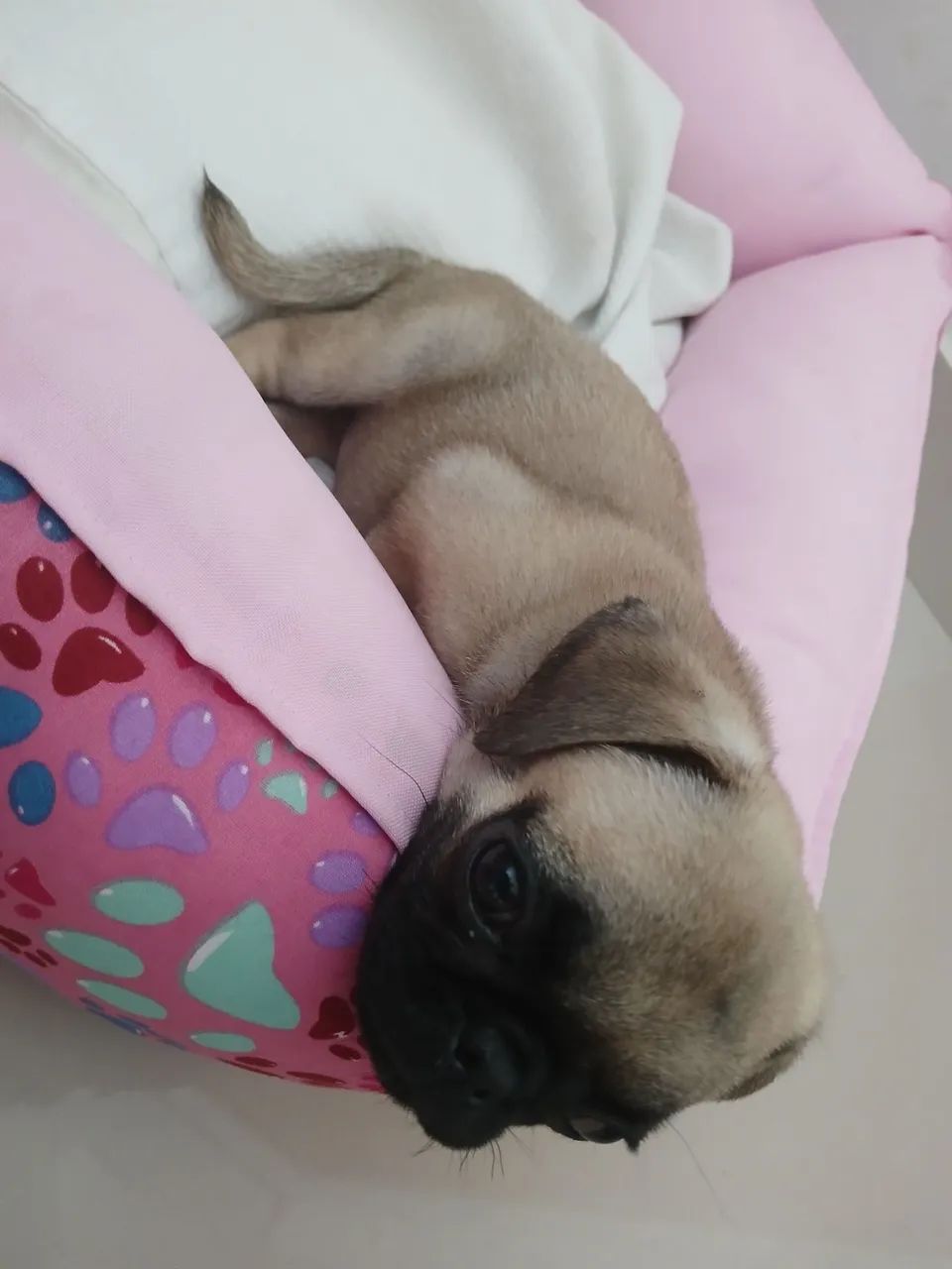 Pug fêmea raça pura  - Foto 3