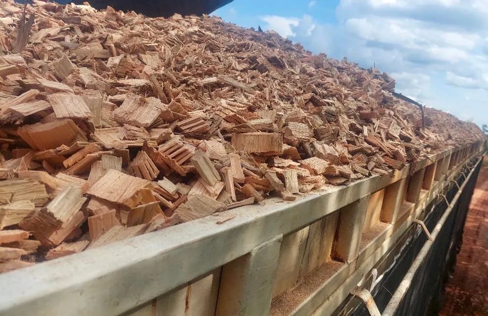 Cavaco de Eucalipto Premium - Foto 3