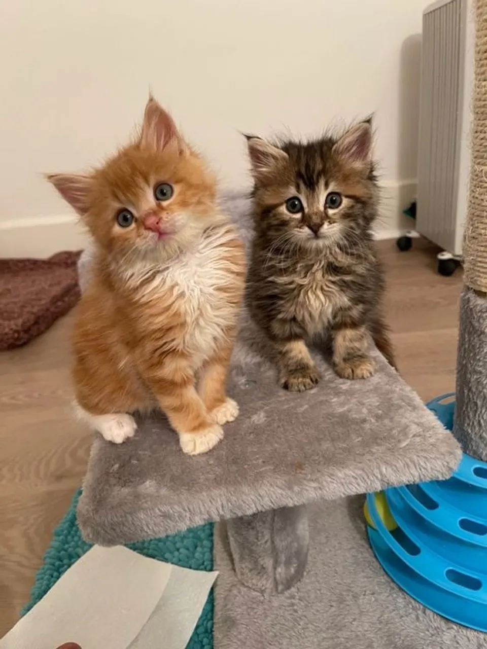 2 Maine Coon á venda