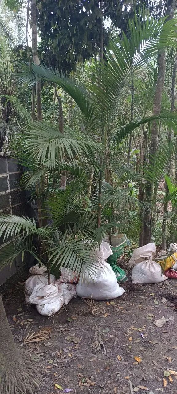 Palmeiras imperial64309220649729120