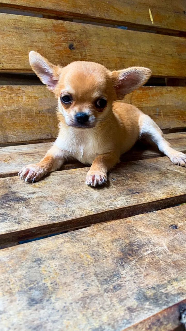 Fêmeas de Chiuauua pelo curto  - Foto 4