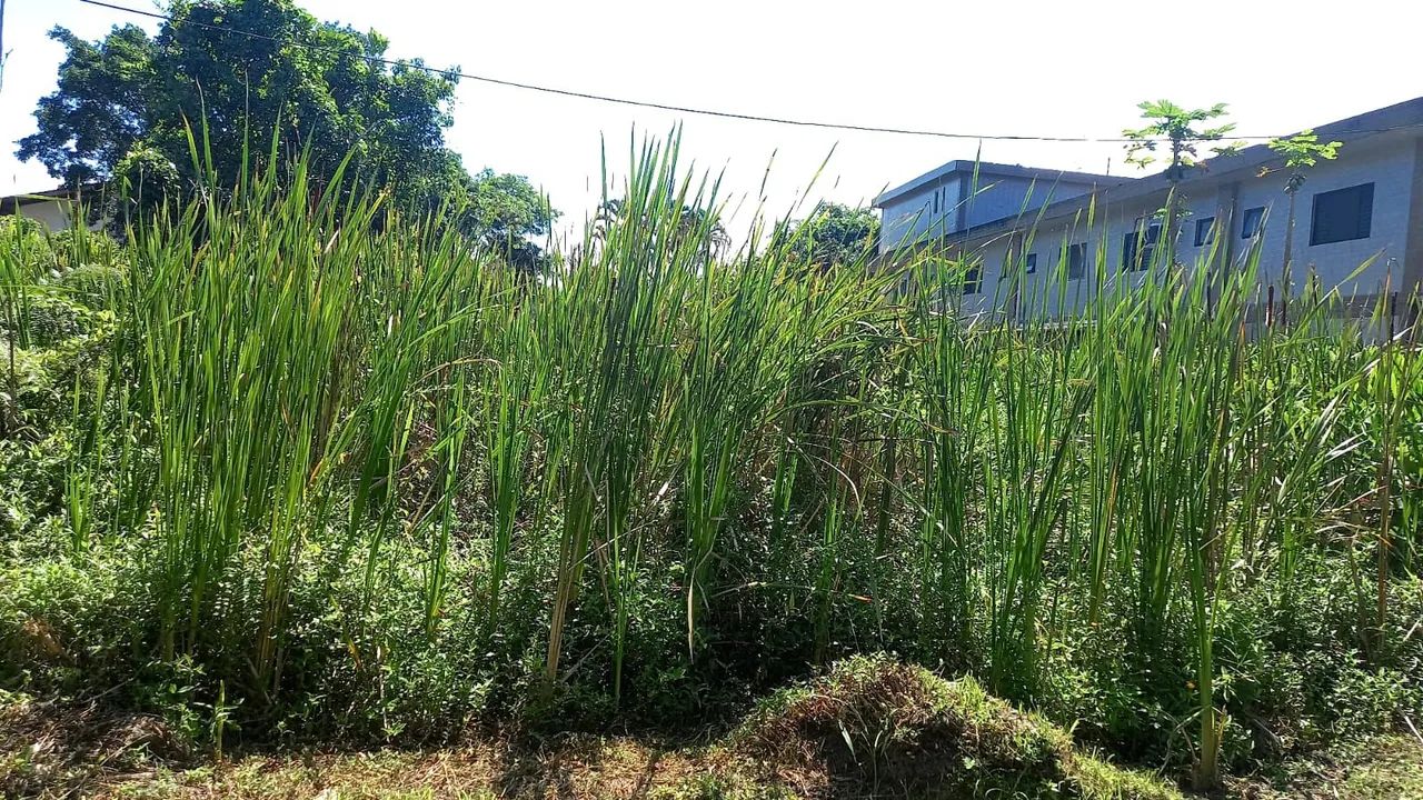 Terreno com área verde em ótima localização