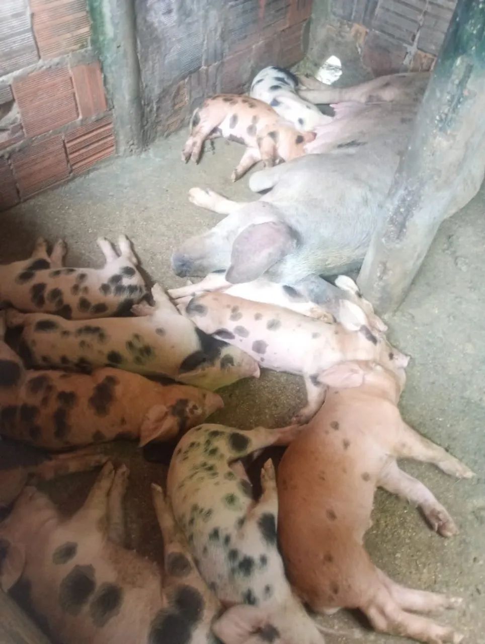 Porcos da raça Duroc