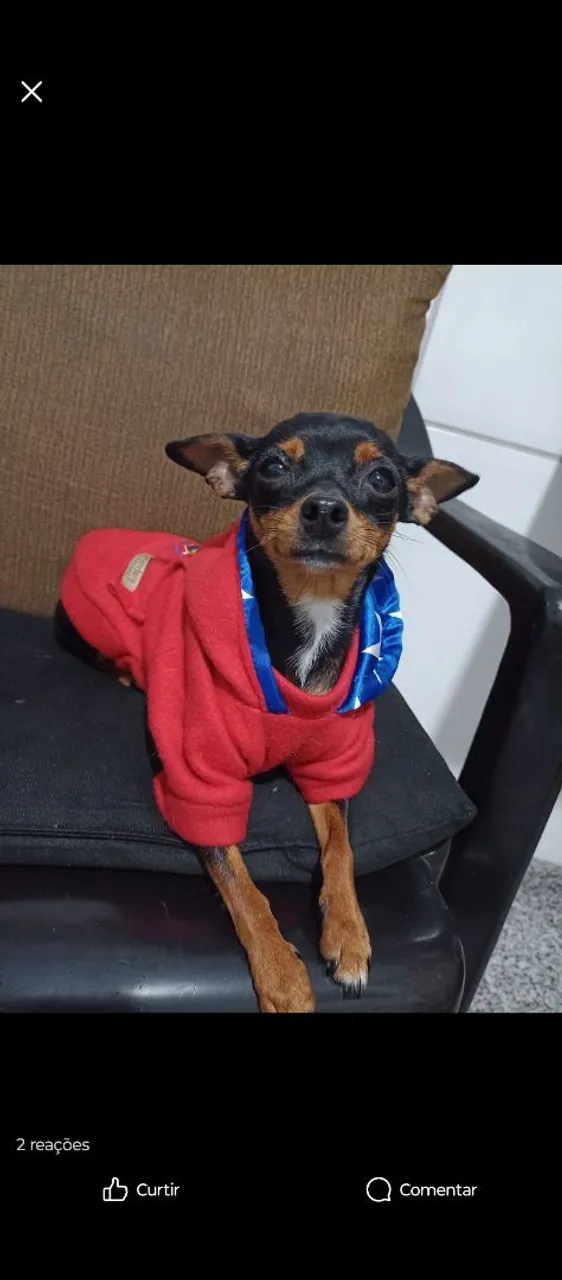 Pinscher fêmea.