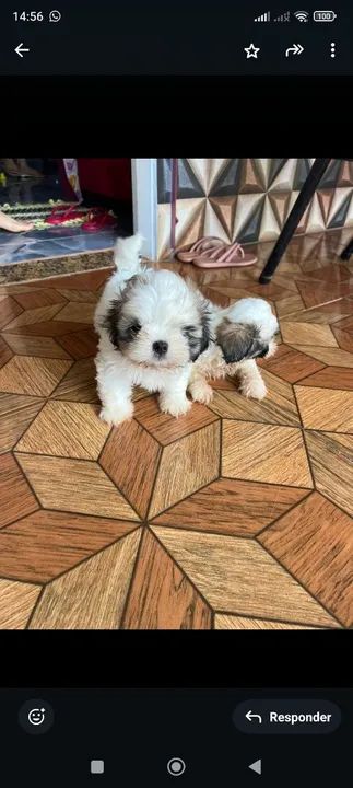 Filhotes Shih Tzu à venda