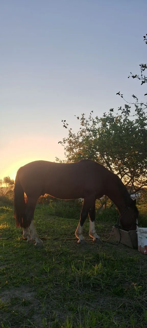 Cavalo cuiudo  - Foto 5