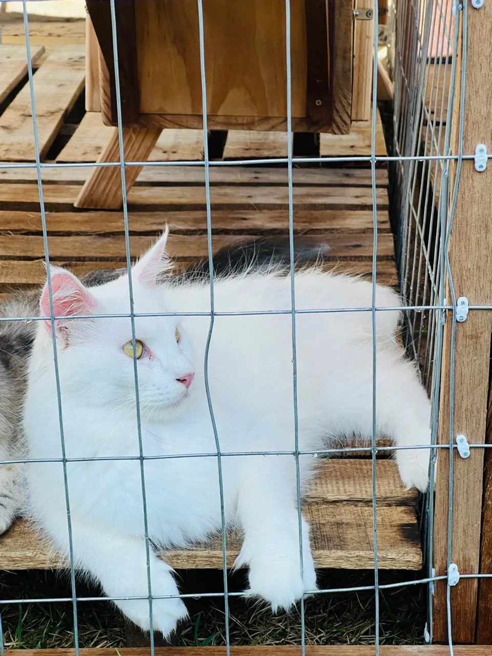 Filhotes de gatos maine coons- para reserva.