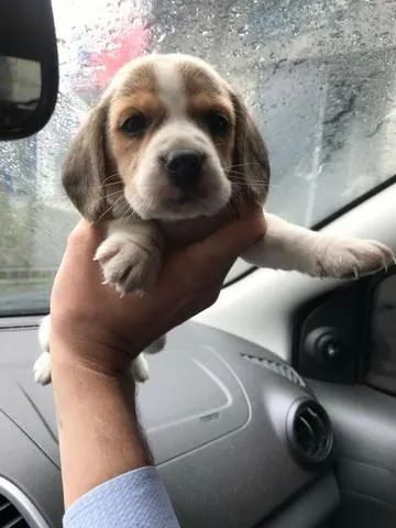 Beagle 13 polegadas tricolor com 60 dia- Daniela