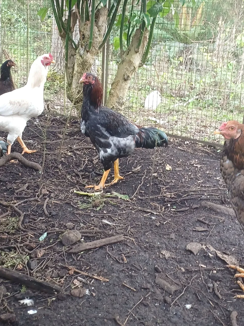Frangões de raças