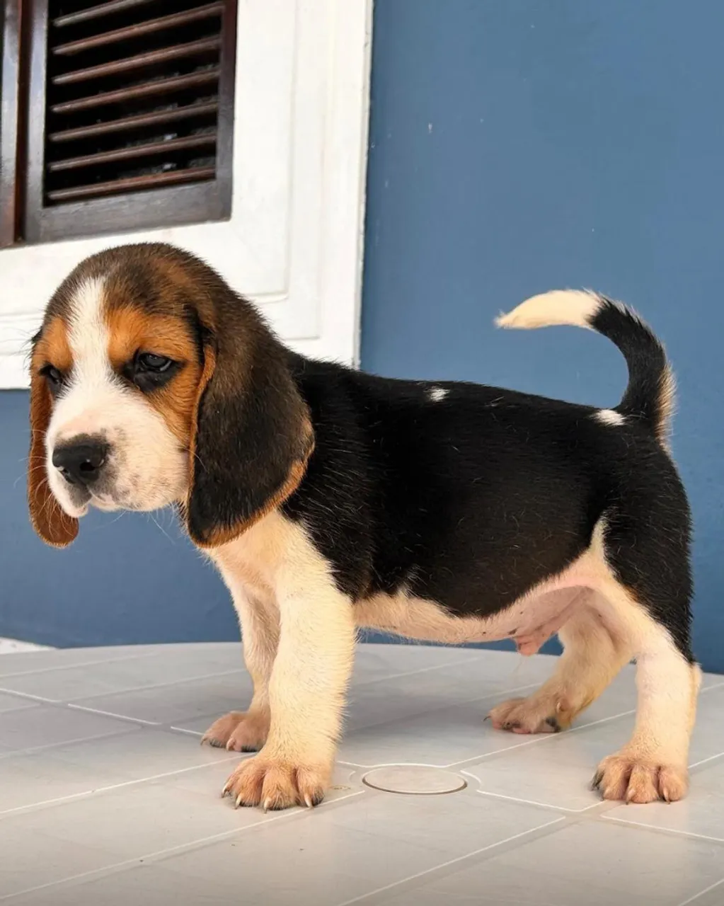 Lindíssimos filhotes de Beagle