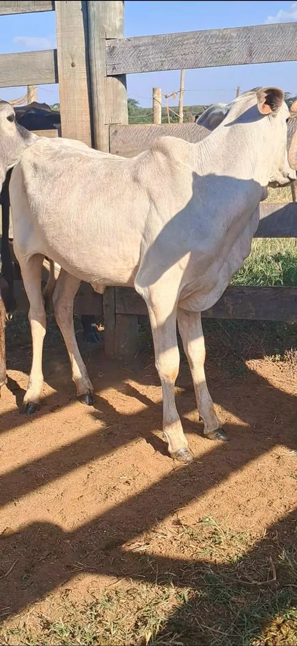 Novilhotas a venda
