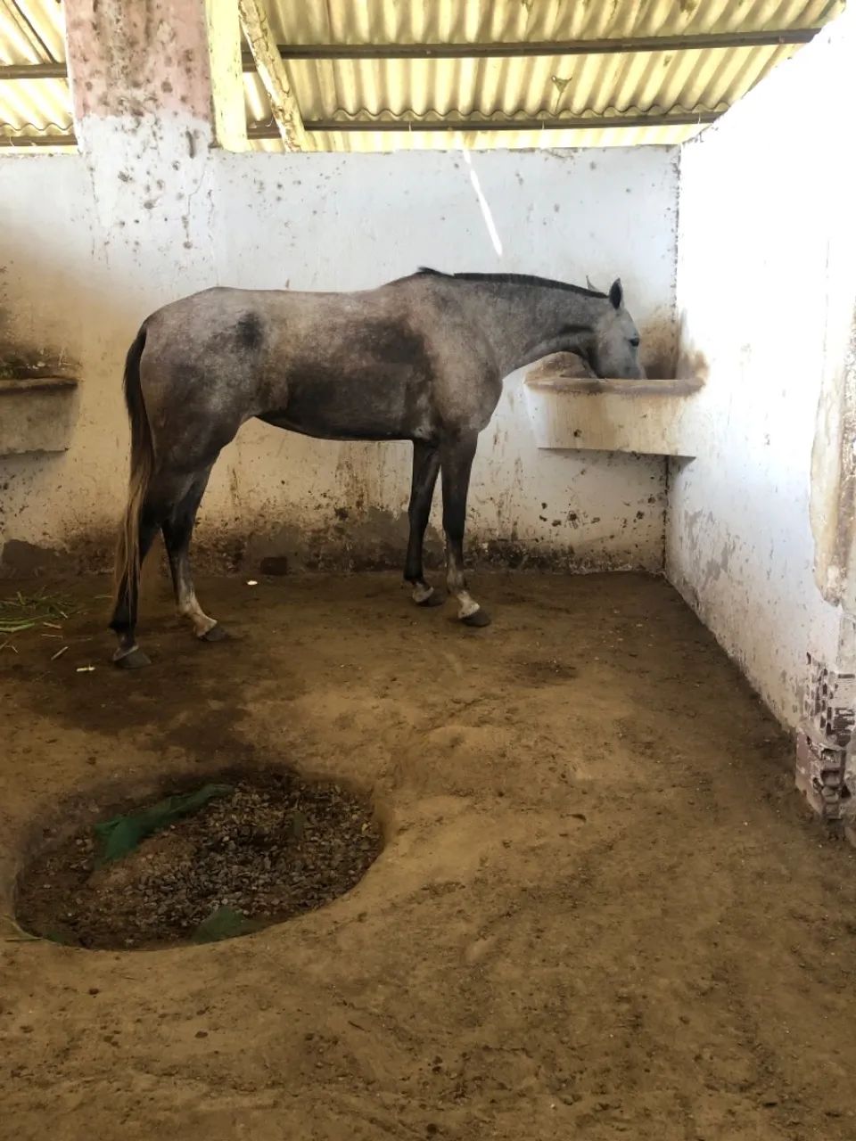 Potra Mangalarga Machador  - Foto 2