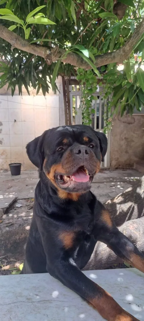 Rottweiler cabeça de touro