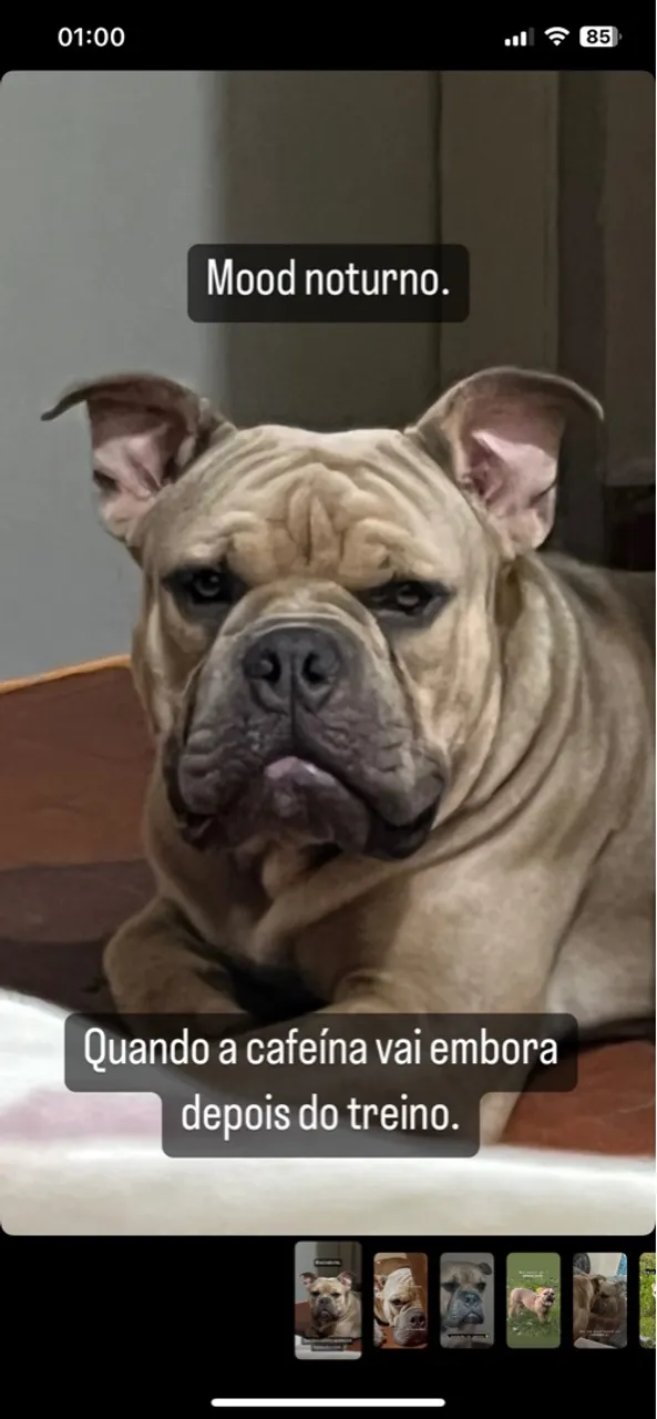 American Bully procura namorada