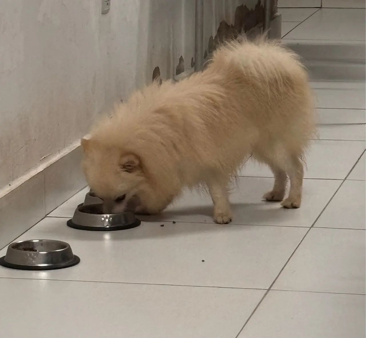 Spitz alemão branco - Foto 2