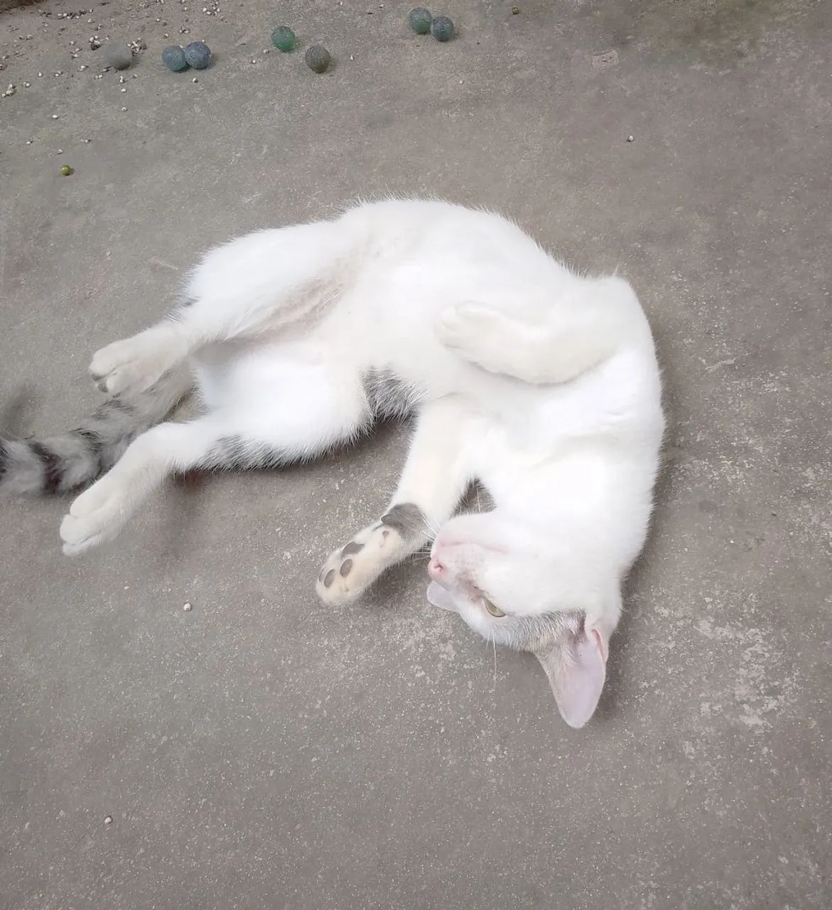 Gatinho branco e charmoso para adoção
