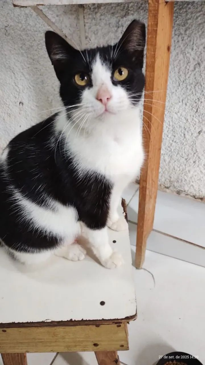 Gata Frajola Castrada Para Adoção Responsável 