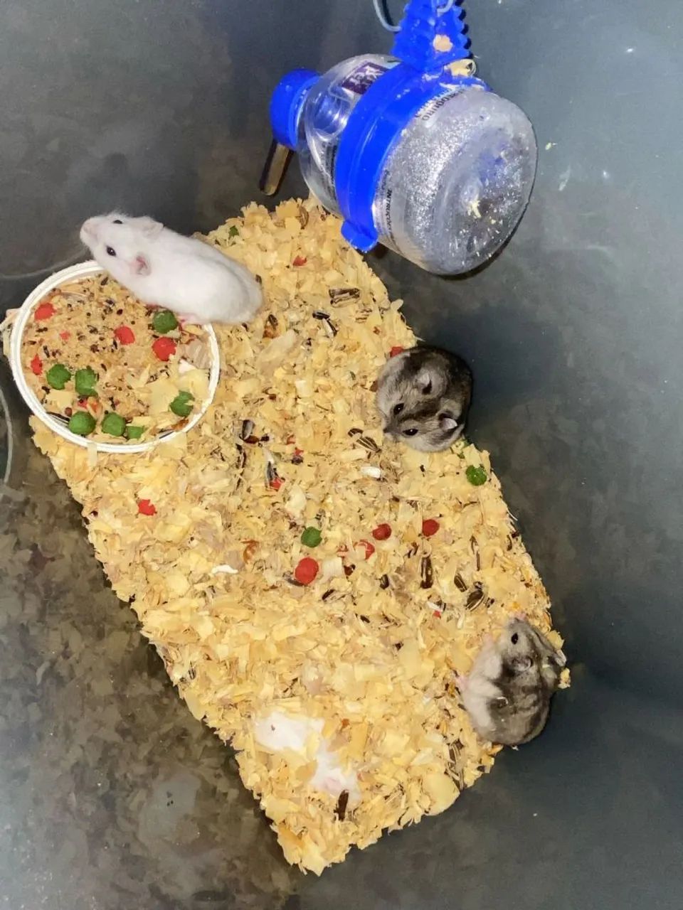 4 hamsters anão russo  - Foto 3