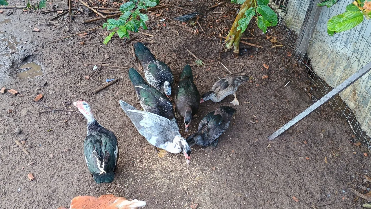 Pato