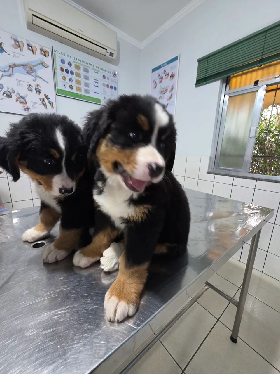 Filhotes de Bernese 