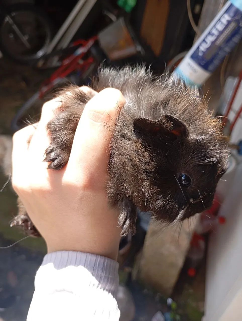 Filhote de Porquinho da Índia  - Macho - Foto 4