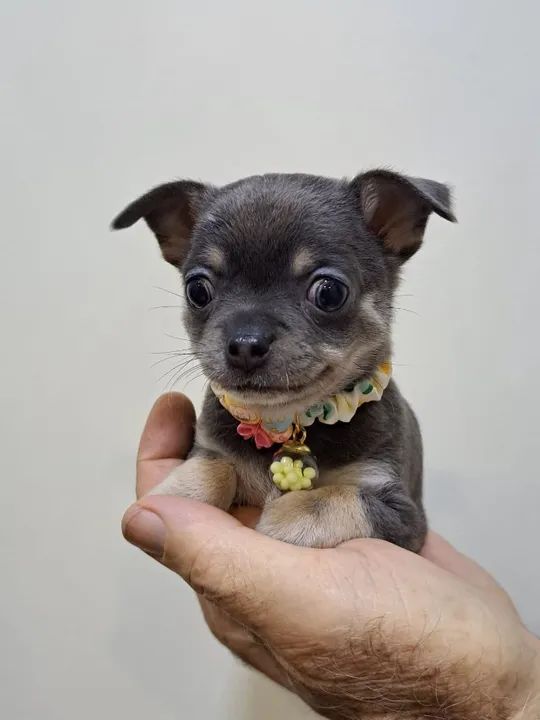  Chihuahua Macho Miniatura Tricolor: Seu Novo Melhor Amigo!