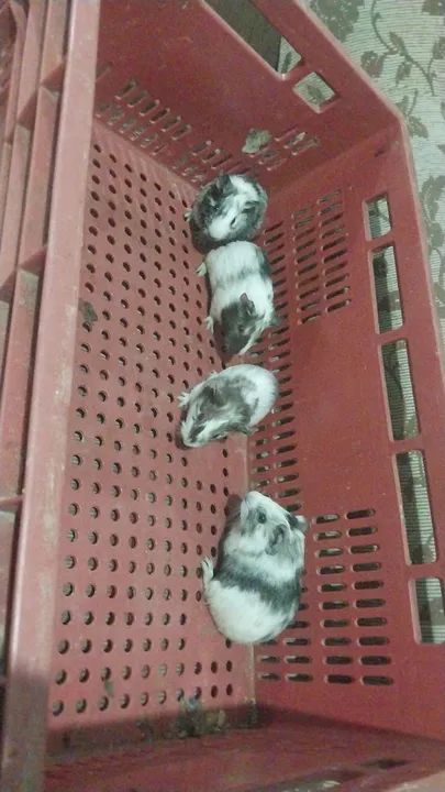 Filhotes de porquinhos para venda 