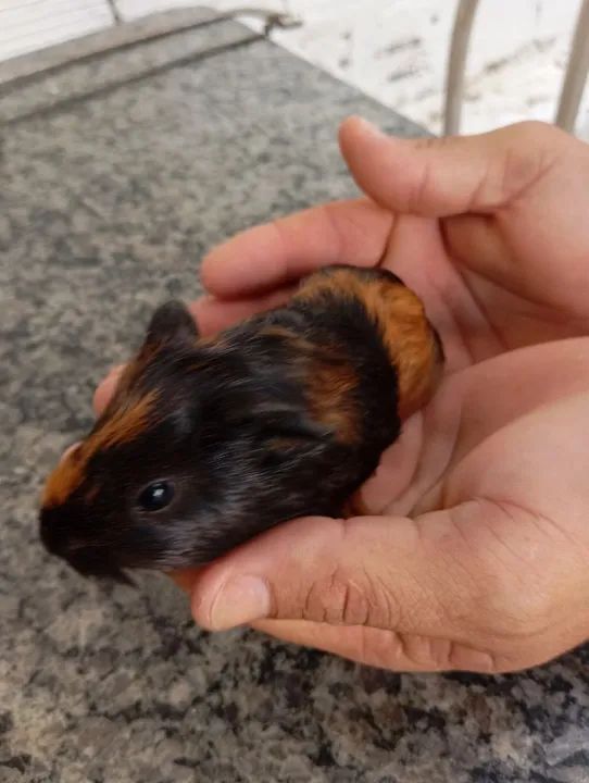 Vendo filhotes de porquinho da índia  - Foto 3