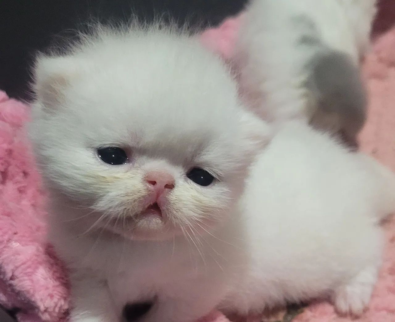 Gatos Persas  - Foto 2