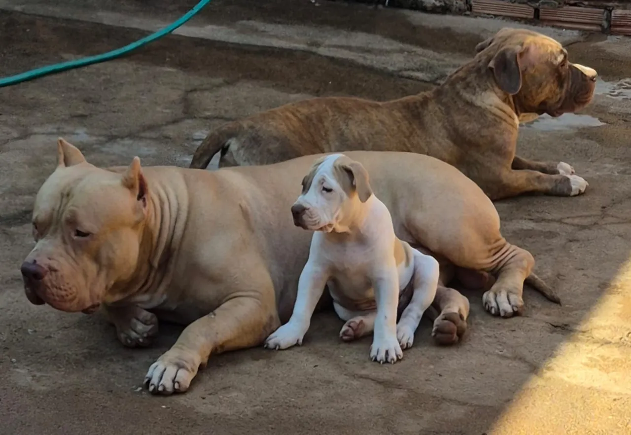 Filhote de Pitbull,fêmea disponível dois meses já vacinada e vermifugada.